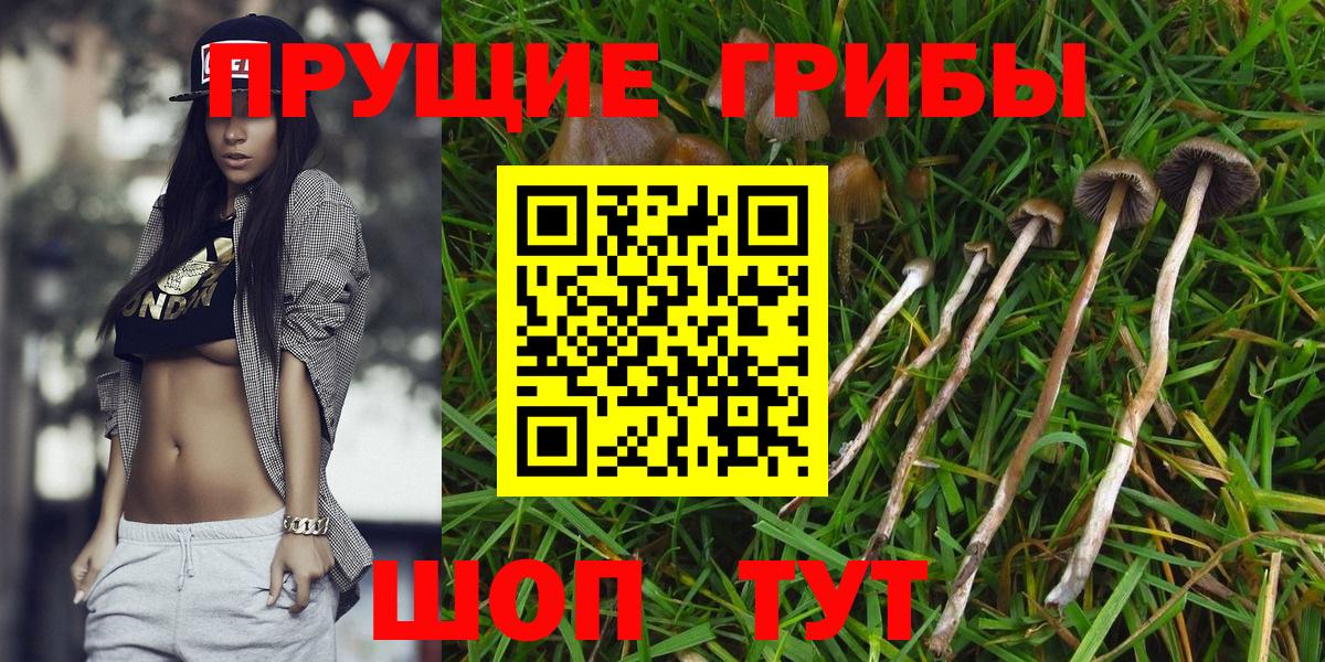 Псилоцибиновые грибы Psilocybe Коряжма
